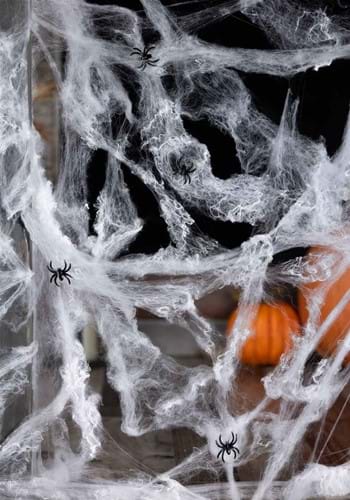 Spider Web with Spiders