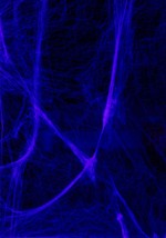 Glow in the Dark Spider Webs Alt 1