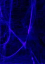 Glow in the Dark Spider Webs Alt 1