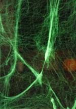 Glow in the Dark Spider Webs Alt 2