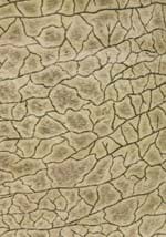 Two Person Brawny Brontosaurus Costume Alt 4