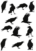 Crow Stickers - 12pcs Alt 7