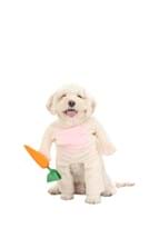 Fluffy Bunny Pet Costume