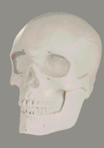 Oversized Skull Lantern Decoration Alt 1